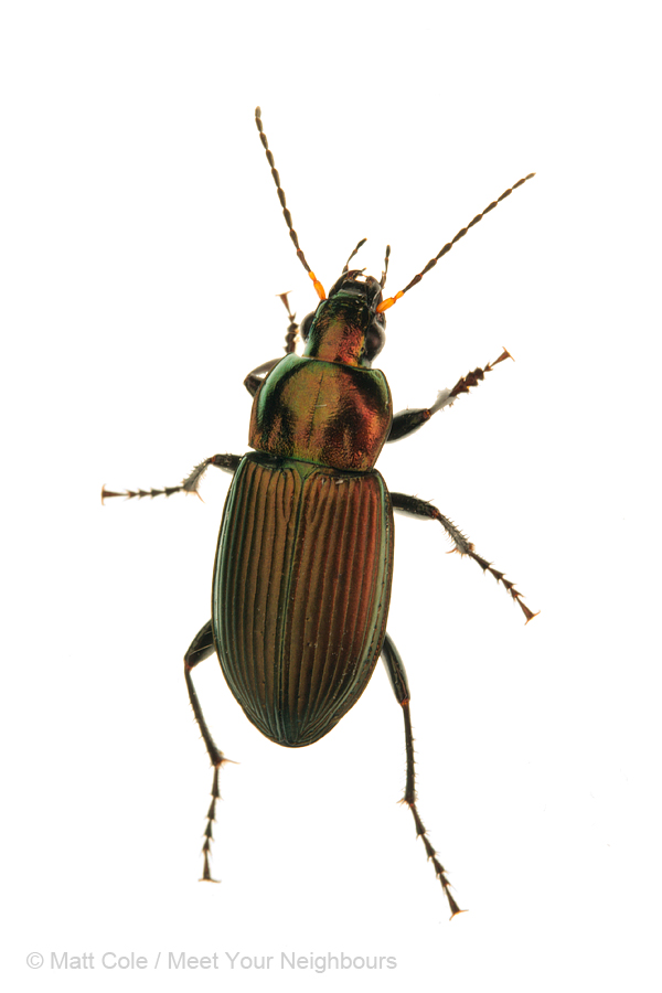 MYN Ground Beetle - Poecilus cupreus